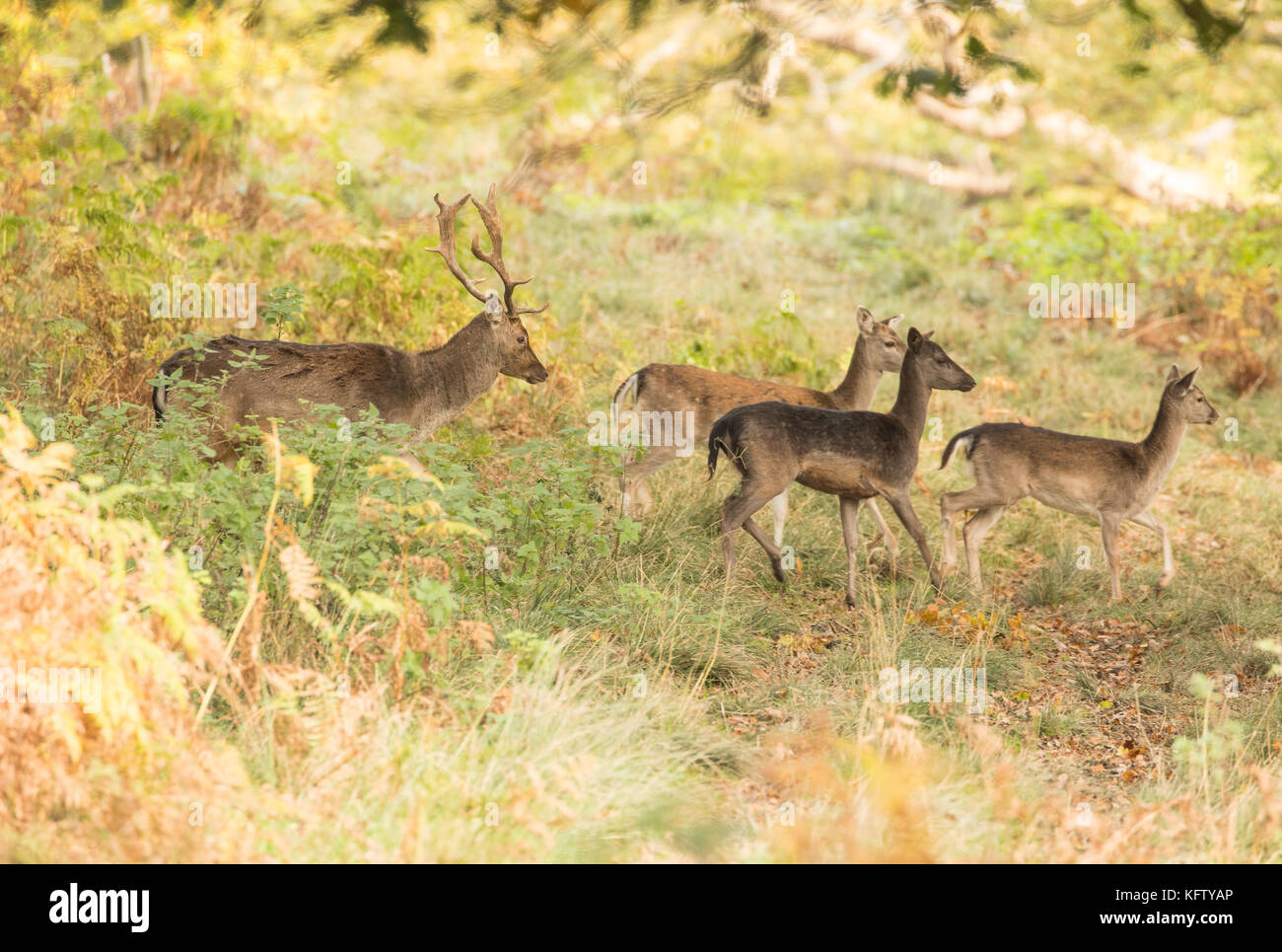 Group of fallow deer moving through autumnal woodland in Wales, UK. Stock Photo