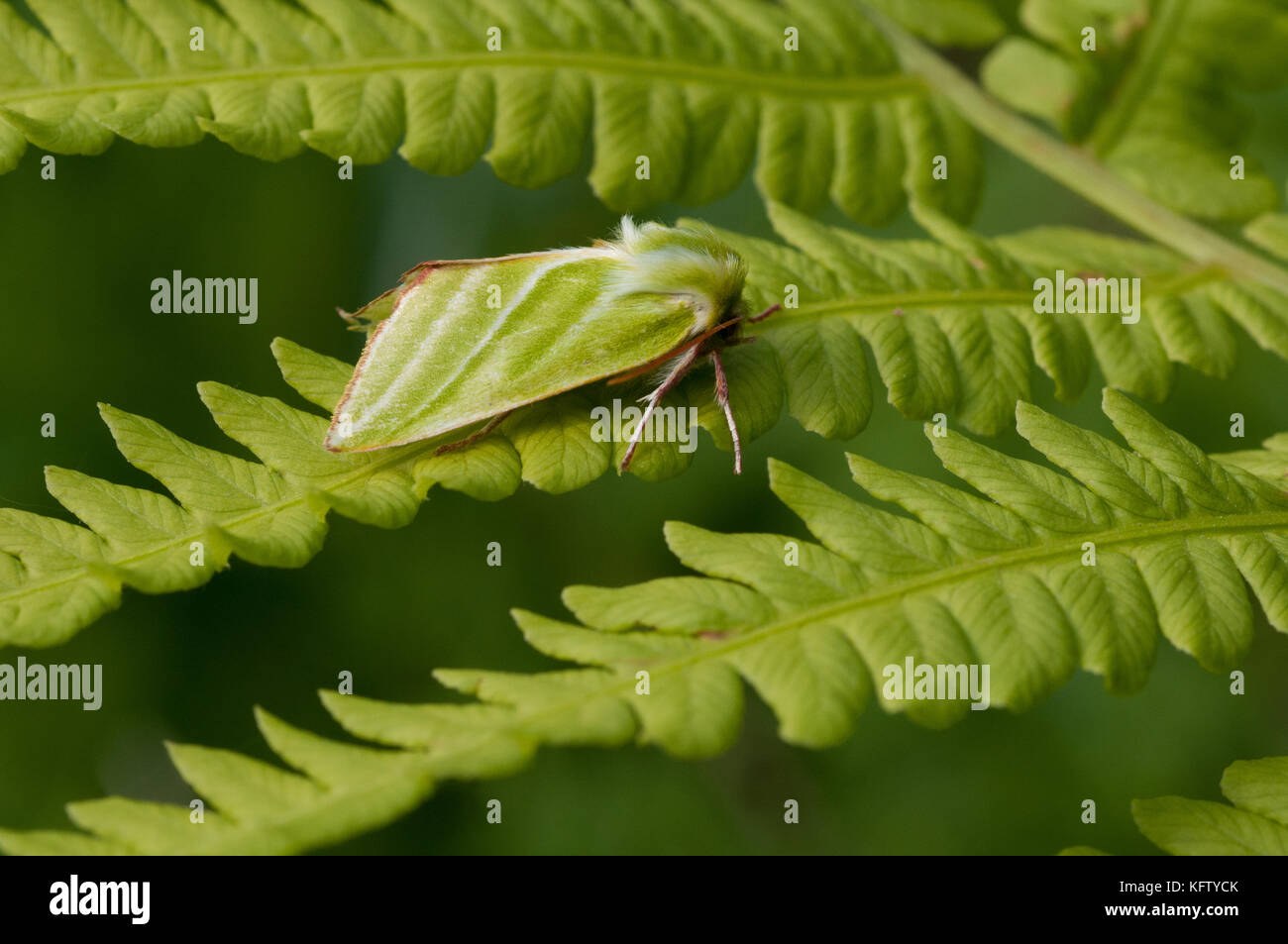 Green silver lines moth on a fern leaf in a UK garden Stock Photo Alamy