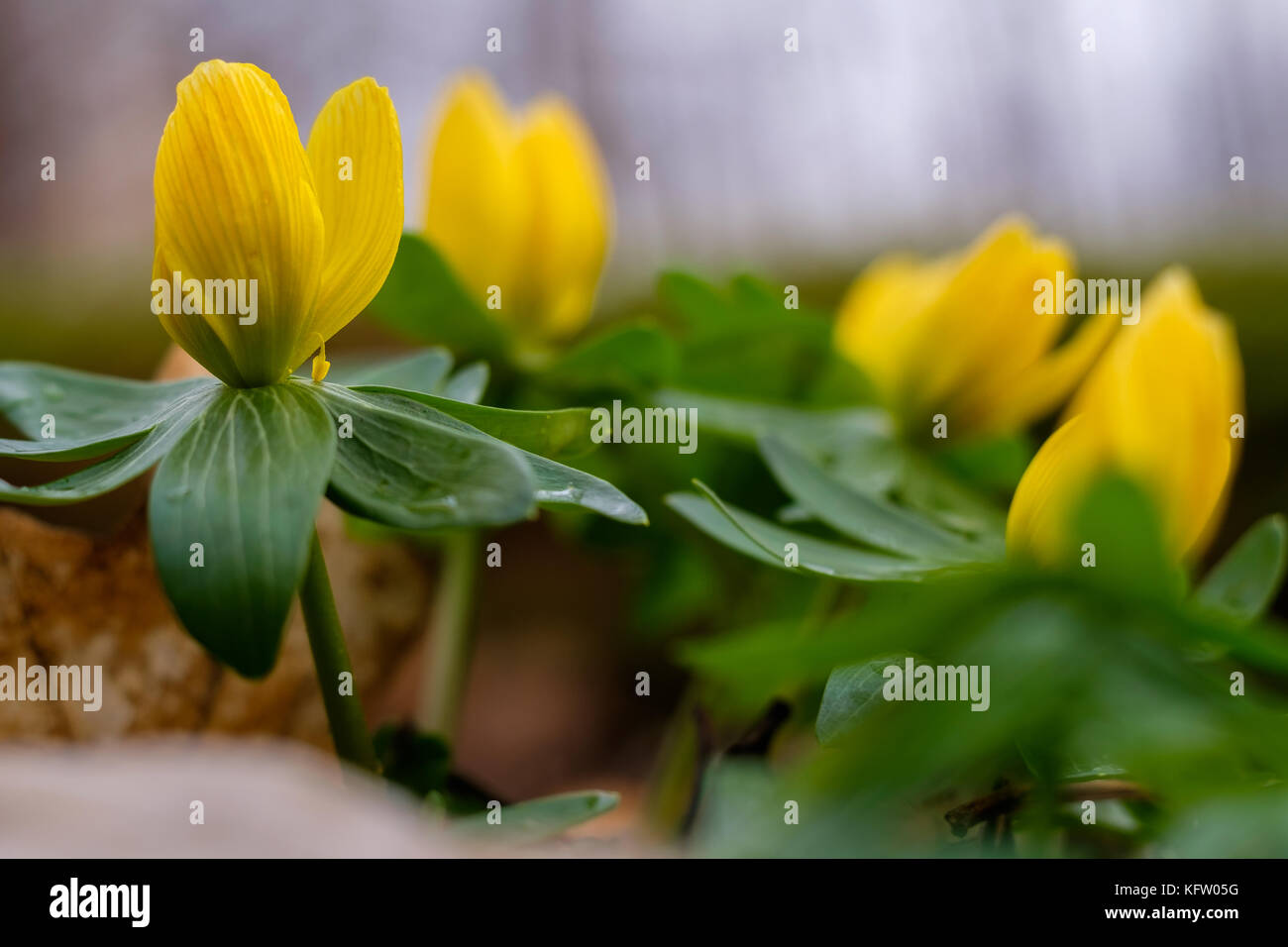 Frühblüher hires stock photography and images Alamy