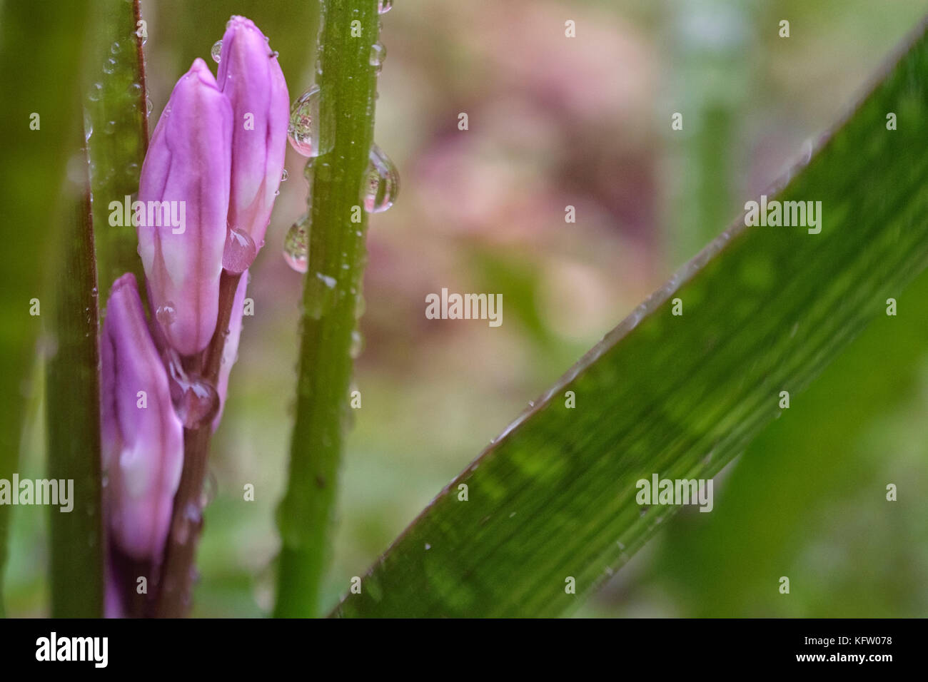 hyacinth Stock Photo