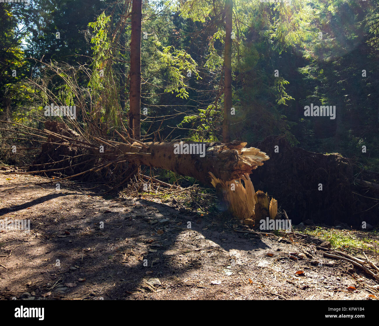 Broken trees after storm in the mountain forest Stock Photo - Alamy