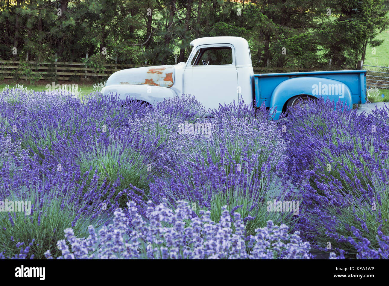 Vintage truck parked in a lavender field in bloom Stock Photo