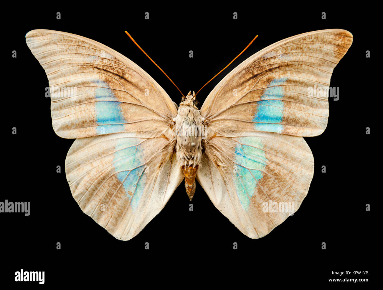 Vintage butterfly isolated on black background Stock Photo