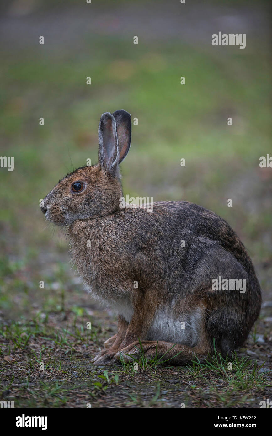 Snowshoe Hare (Lepus americanus), Subarctic forest, Summer coat