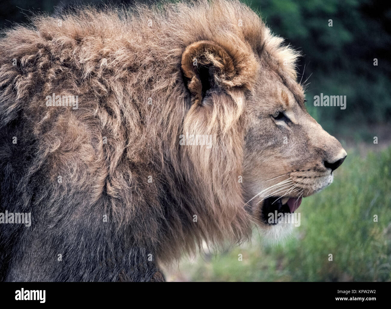 2017 African Lion High Resolution Stock Photography and Images - Alamy