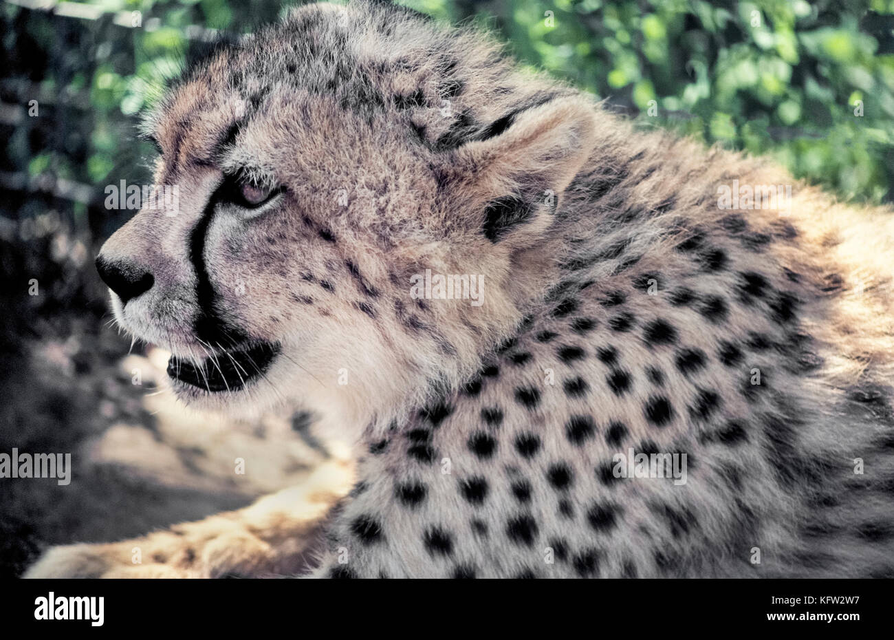 A close-up profile of the face of a young cheetah (Acinonyx jubatus) shows the animal's most characteristic marking, a black tear-like streak running down from each eye to the mouth. The stripes are thought to protect the eyes from the sun’s glare. Another distinguishing feature are the solid black spots on a cheetah's coat that help camouflage the world’s fastest land animal and Africa’s most endangered big cat. Photographed in Zululand, South Africa. Stock Photo