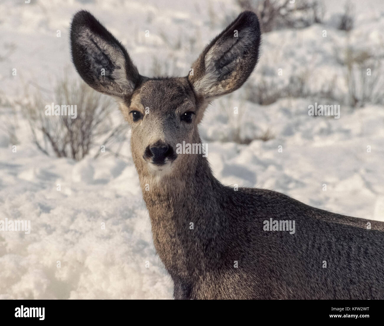 The mule deer (Odocoileus hemionus) gets its name from the animal's chief characteristic, large mule-like ears.  The deer can move each ear independently, which allows them to listen in different directions for sounds of potential harm from animal predators and game hunters. Mule deer have eyes located on the sides of their heads that give a 310-degree view around themselves and also help spot any danger. These large mammals inhabit much of western North America, including Wyoming, USA, where this female (doe) was photographed in snow-covered terrain near Jackson Hole. Stock Photo