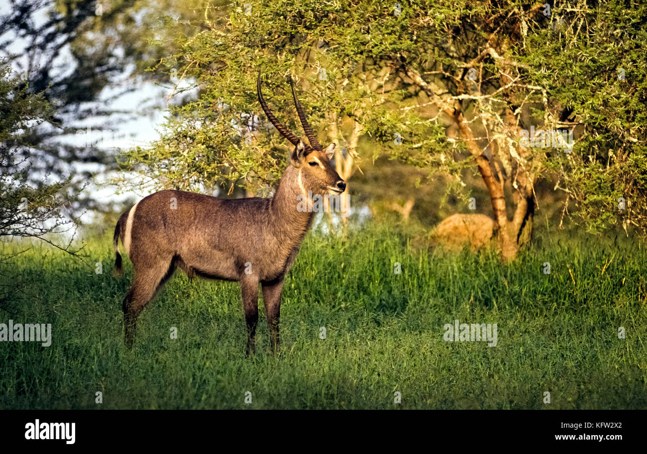 A male waterbuck (Kobus ellipsiprymnus) pauses while grazing to pose in its natural habitant, savannah grassland near a water source that keeps this large antelope from being dehydrated in the African heat. A white elliptical ring on the rump of both males and females makes it easy to identify waterbucks from the rear. Only the males grow long spiral horns, which curve forward. Photographed at the MalaMala Game Reserve in South Africa. Stock Photo