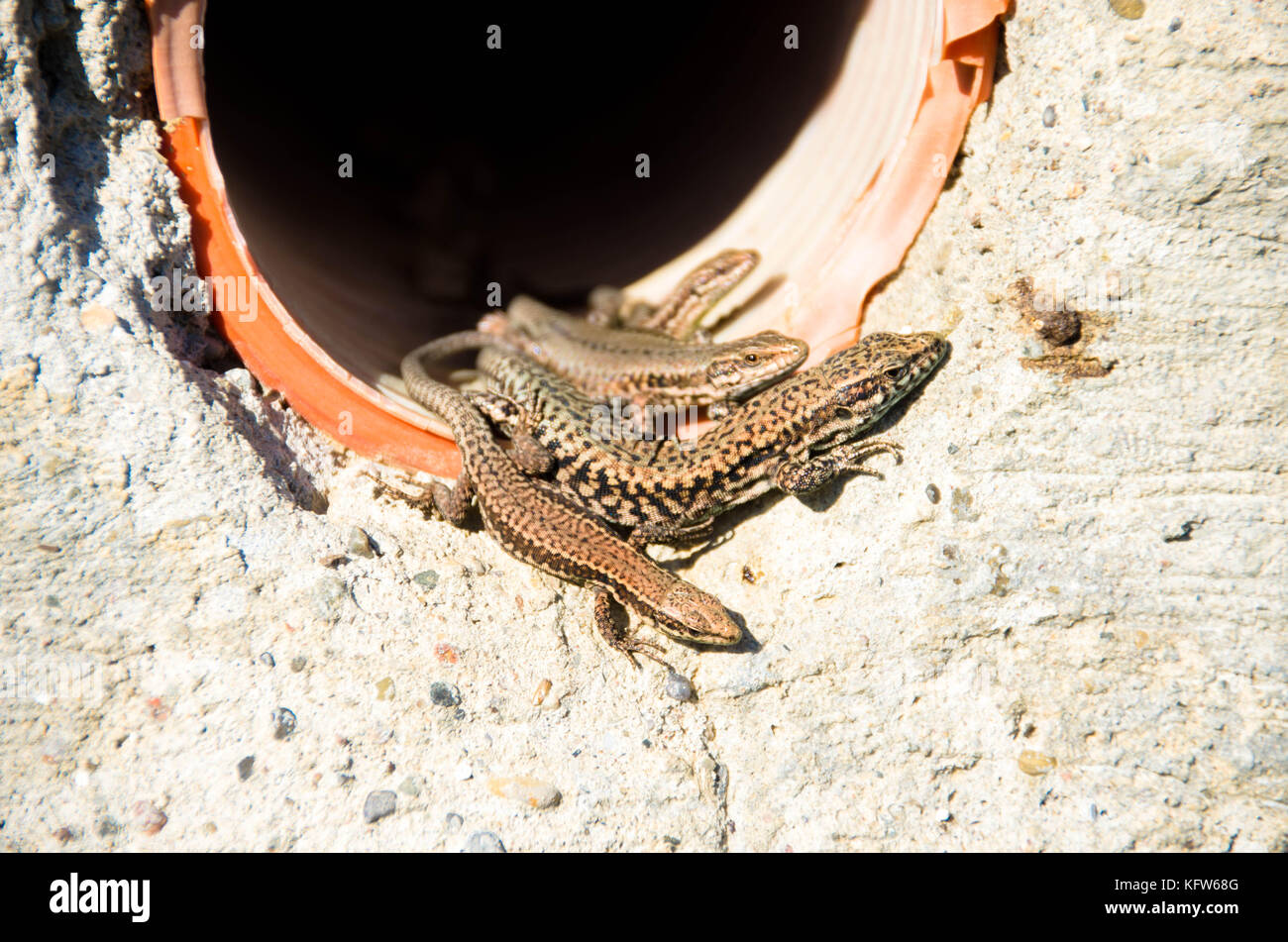 lizards enjoying the sun Stock Photo - Alamy
