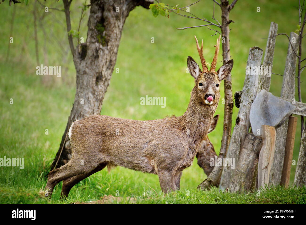 Goat licking salt rock in the grass, deer isolated near salty stone in
