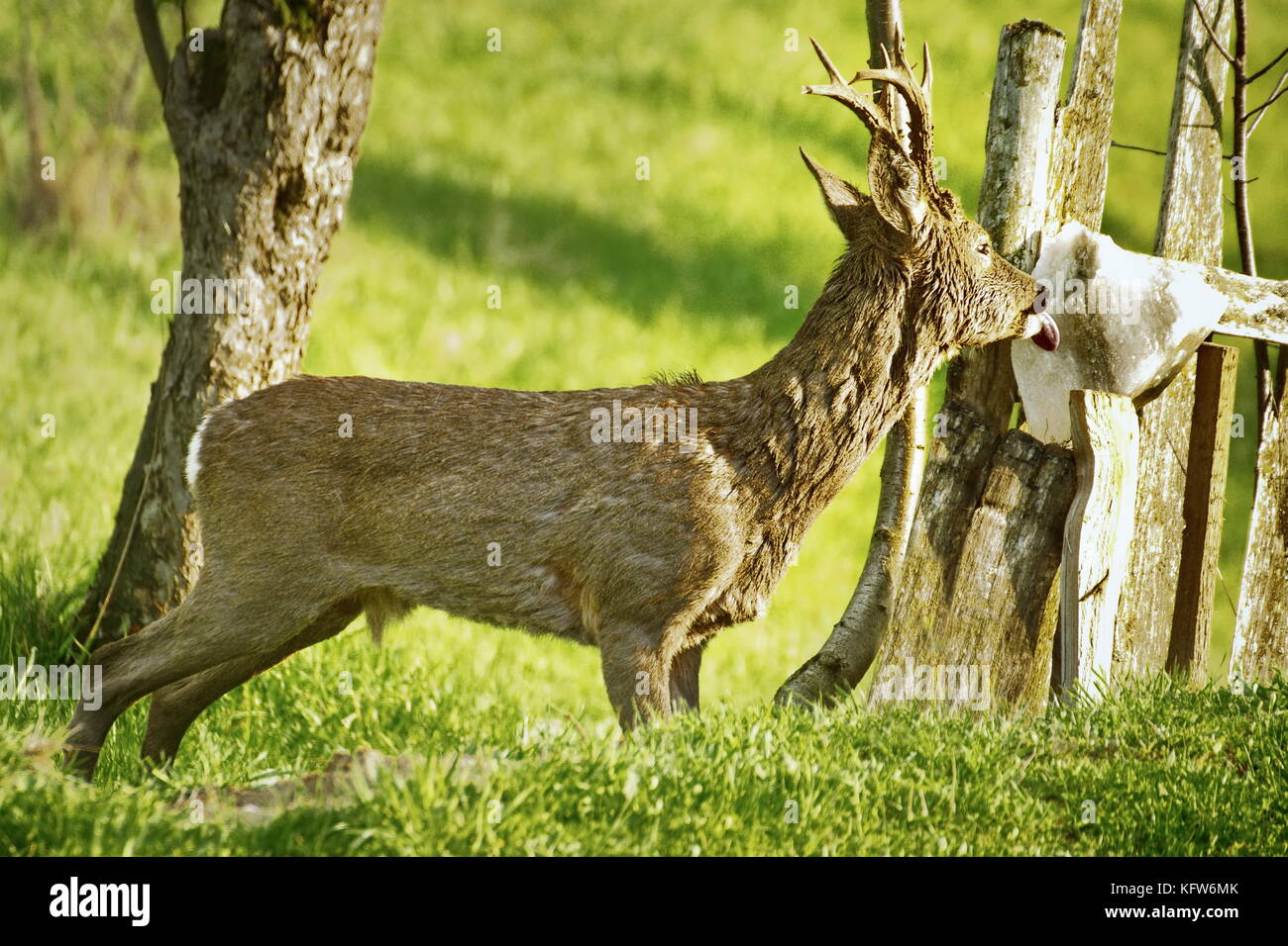 Confirm. And do salt licks work for deer You do salt licks work for deer share