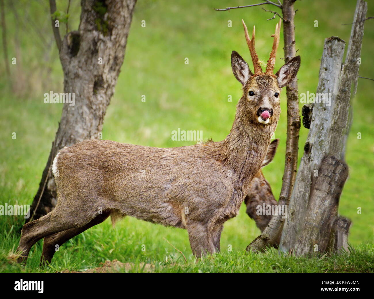 Goat licking salt rock in the grass, deer isolated near salty stone in
