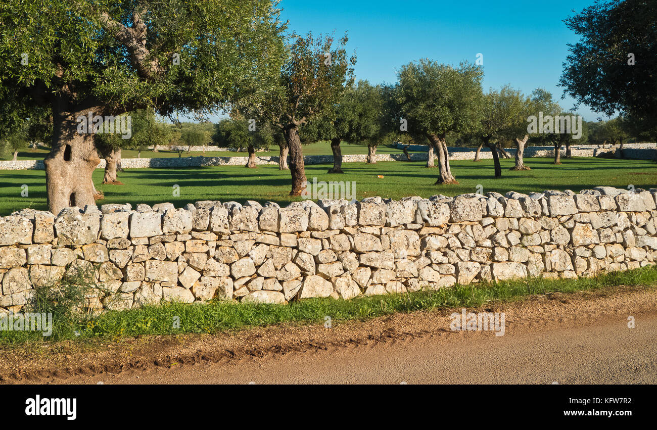 olive trees enclosed by a stone wall Stock Photo - Alamy