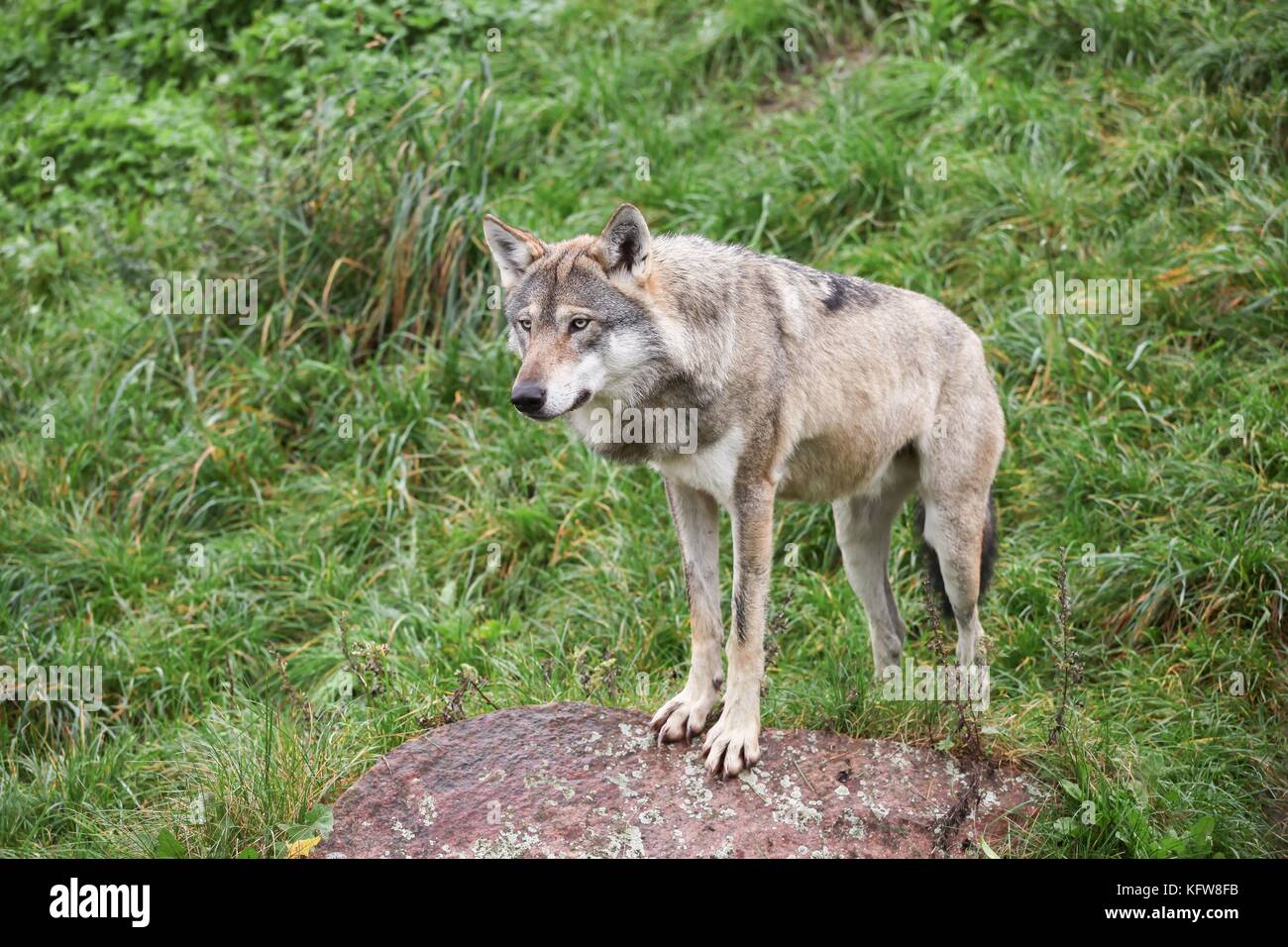 Wolf in the nature Stock Photo - Alamy