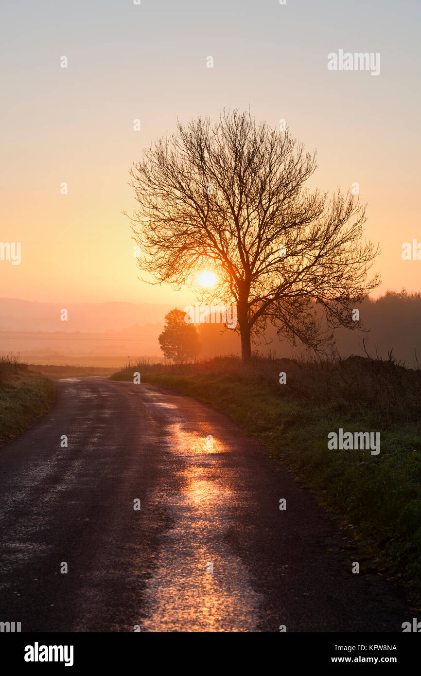 Silhouette tree and country road at sunrise in autumn. Nr Chadlington, Oxfordshire, Cotswolds, England Stock Photo