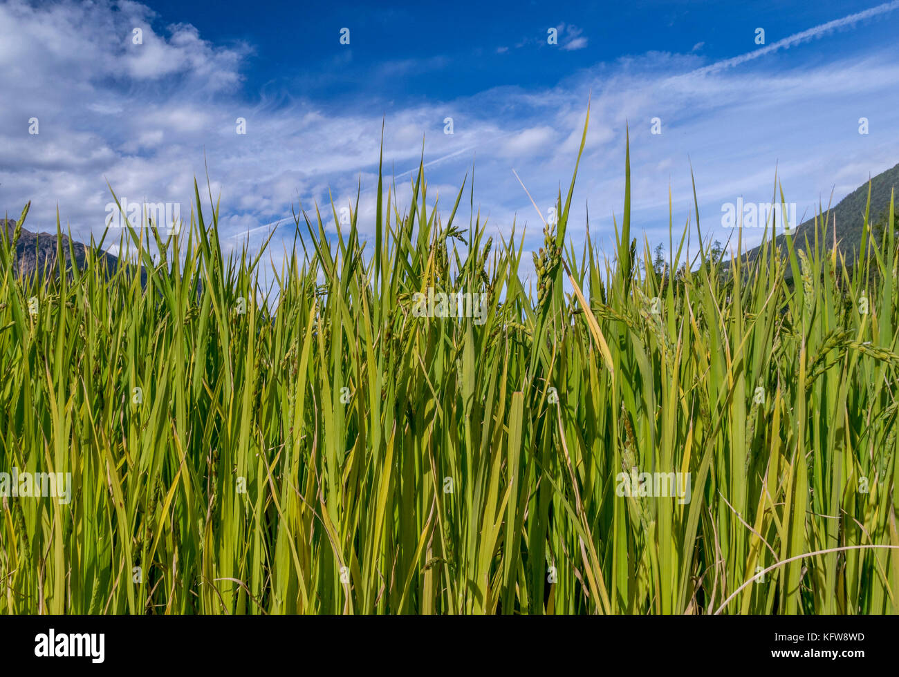 Paddy field in the Gardens of Trauttmansdorff Castle, Merano, South Tirol, Italy, Europe Stock Photo