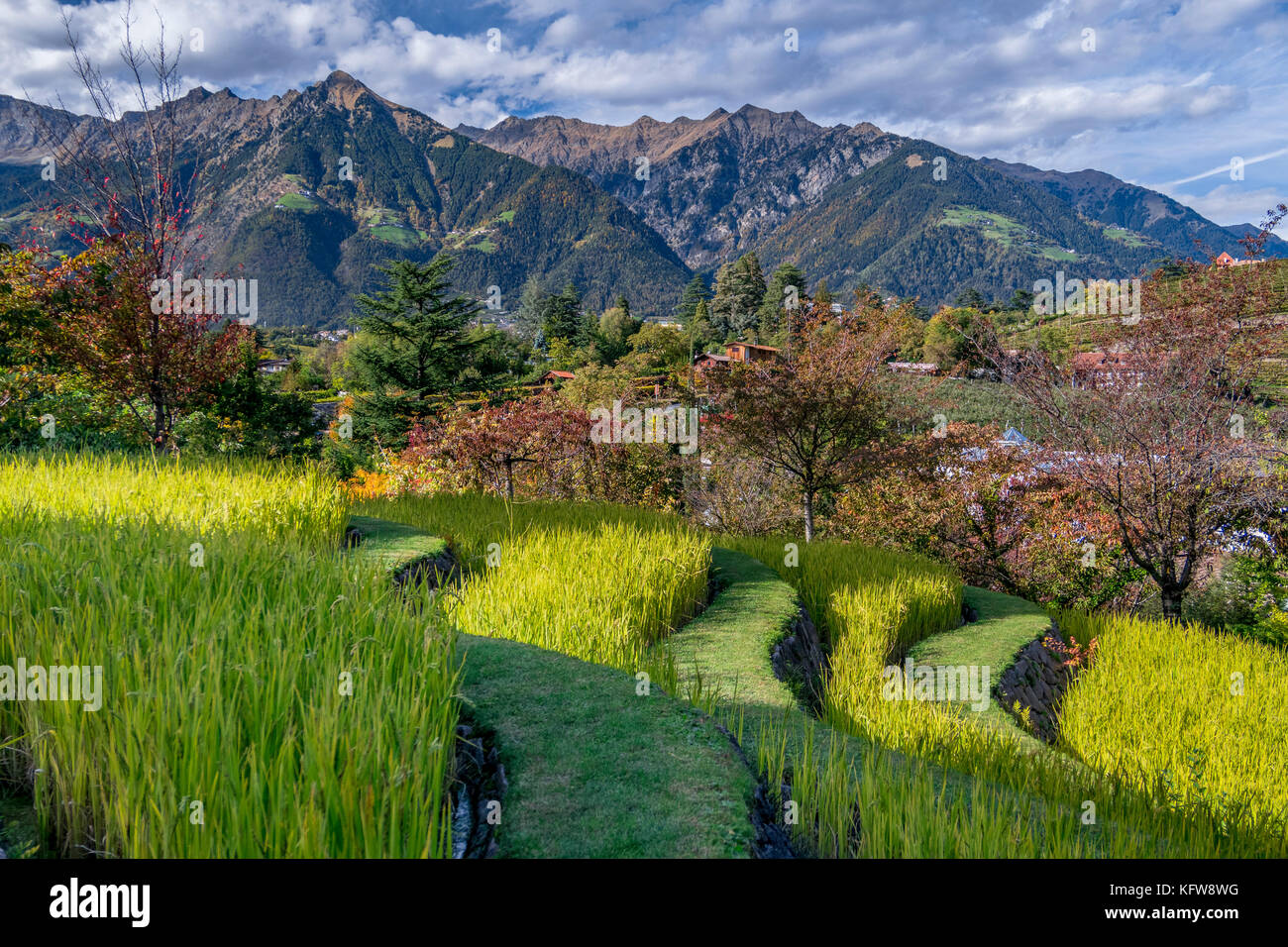 Paddy field in the Gardens of Trauttmansdorff Castle, Merano, South Tirol, Italy, Europe Stock Photo