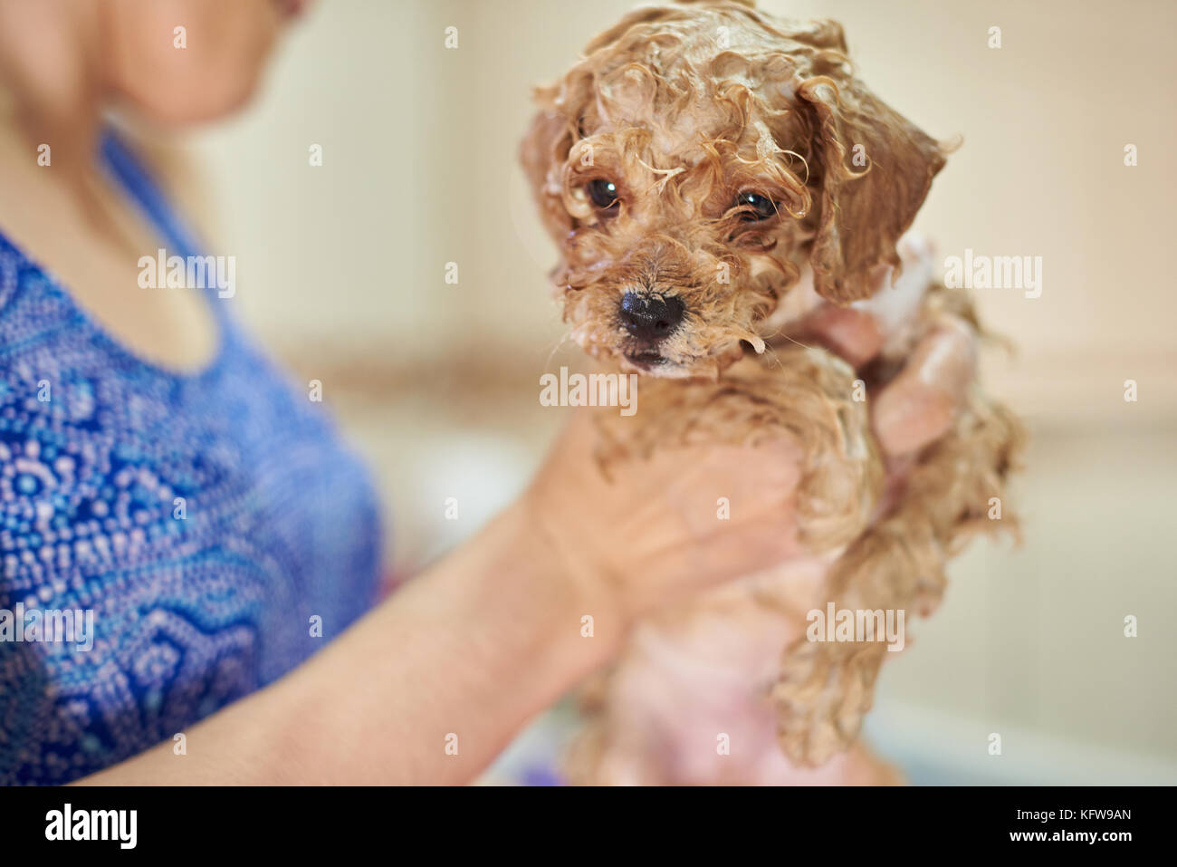 Closeup of washing puppy dog. Puppy in woman hands take shower Stock
