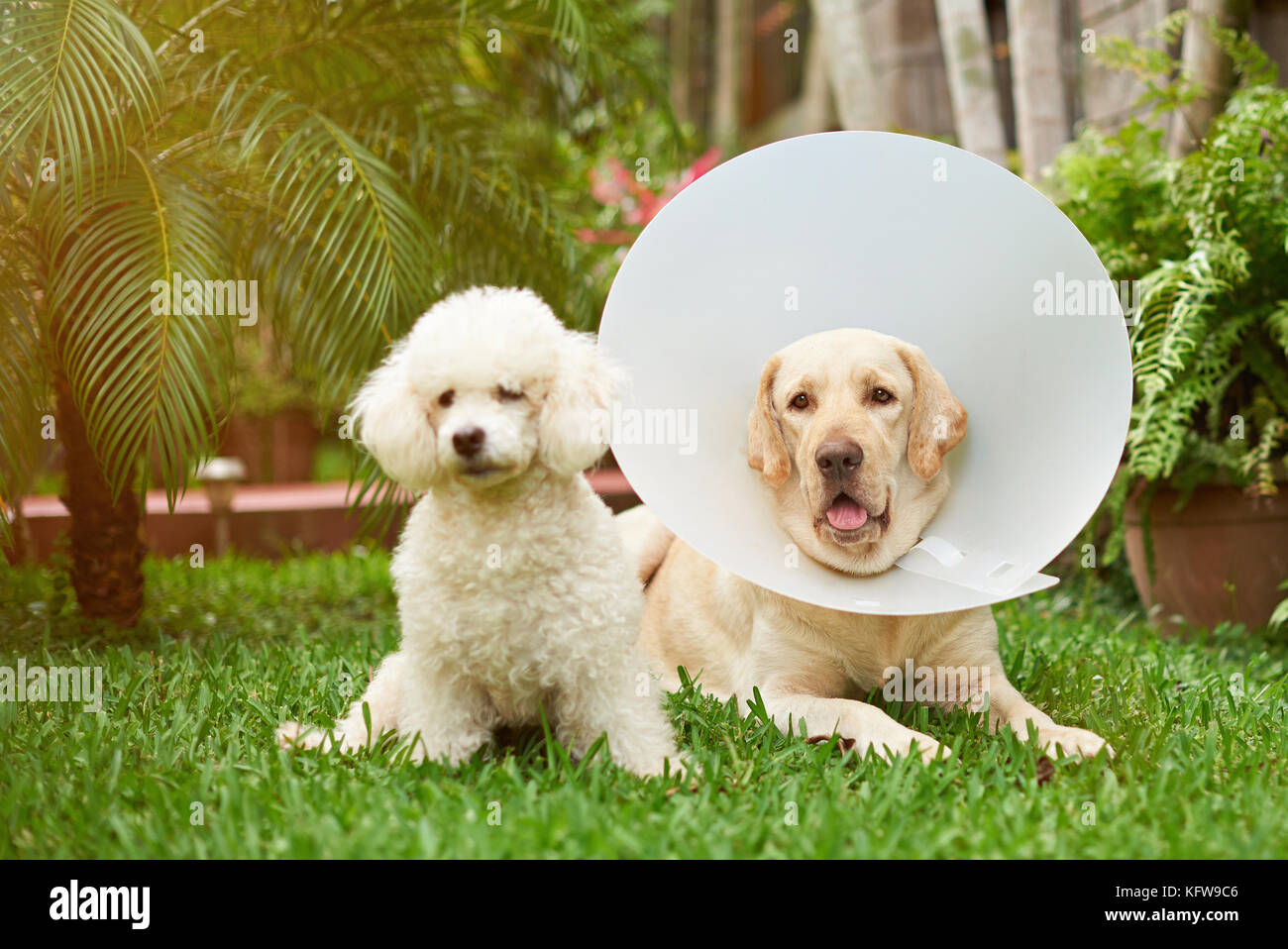 Labrador dog with cone collar and poodle friend in vet house Stock Photo