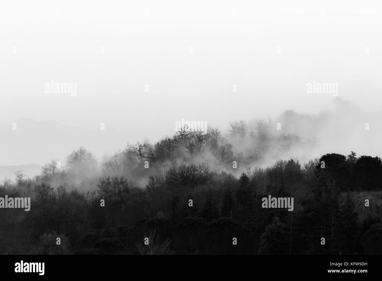 Various layers of trees and plants in the midst of low fog Stock Photo