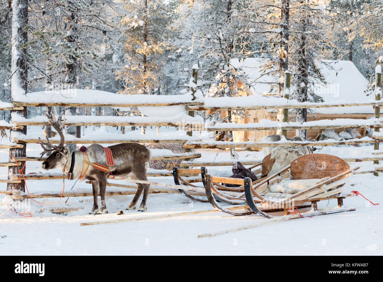 Reindeer sledge, in winter, Lapland, Finland Stock Photo