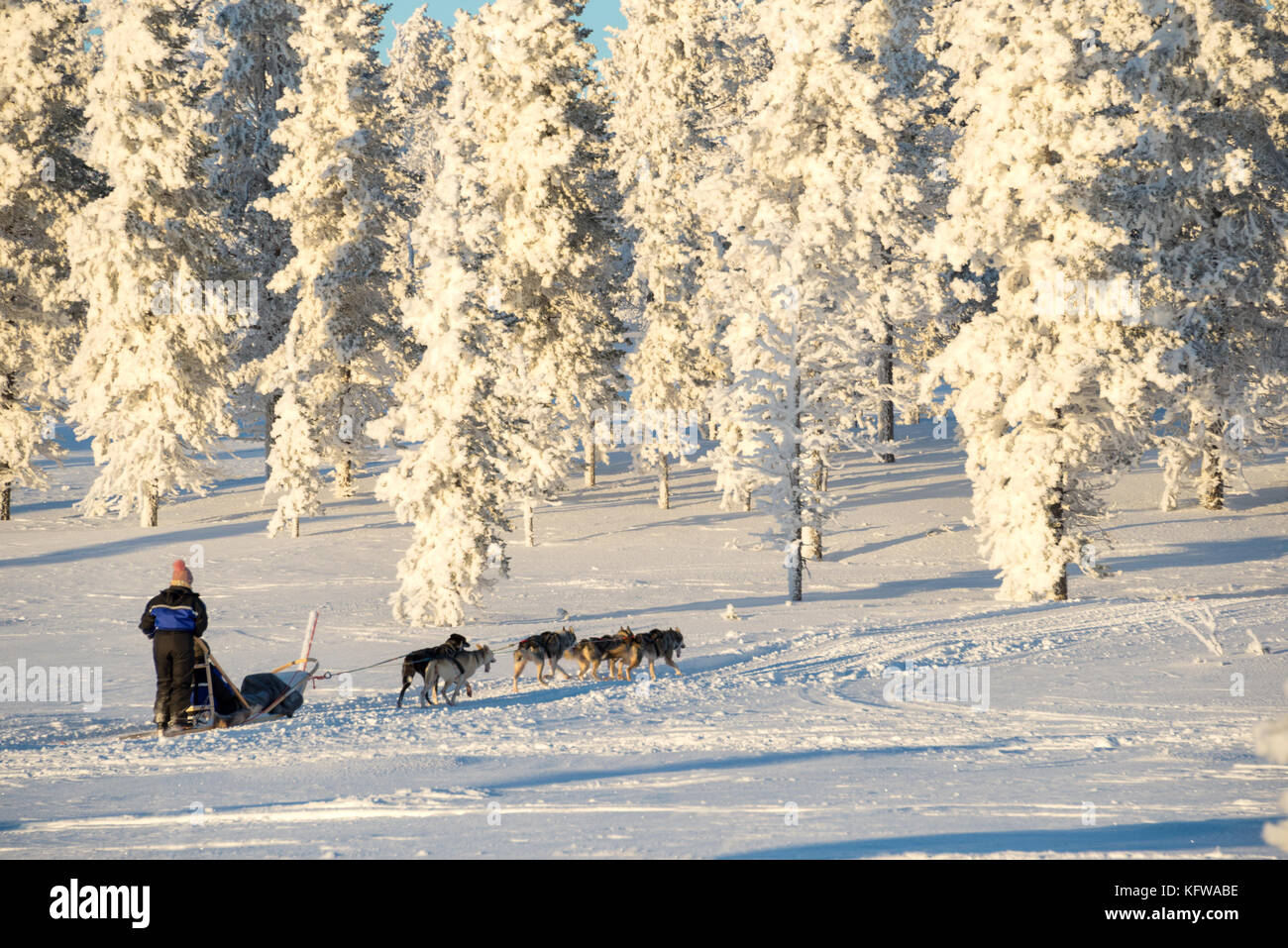 Husky dog sledding in Lapland, Finland Stock Photo