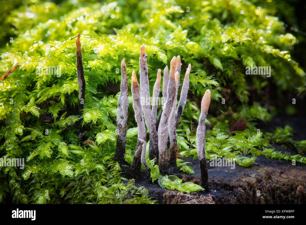 Candlestick fungus hires stock photography and images Alamy