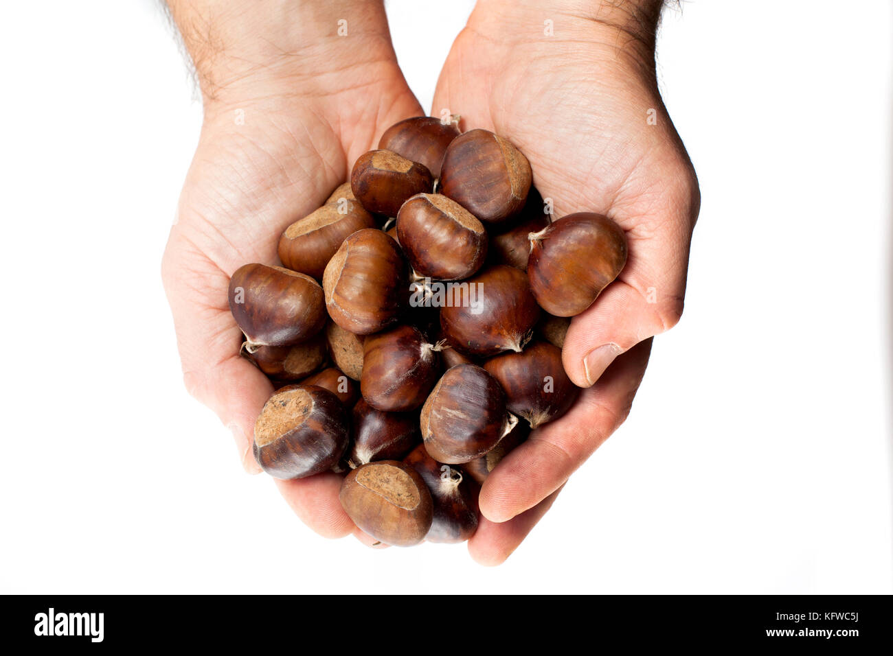 edible chestnuts a bag of fresh, raw chestnuts held in hands loners Stock Photo Alamy