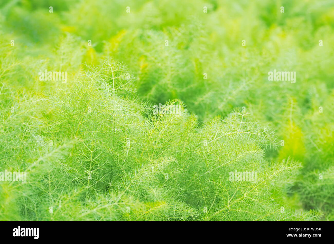 Dill plant hires stock photography and images Alamy