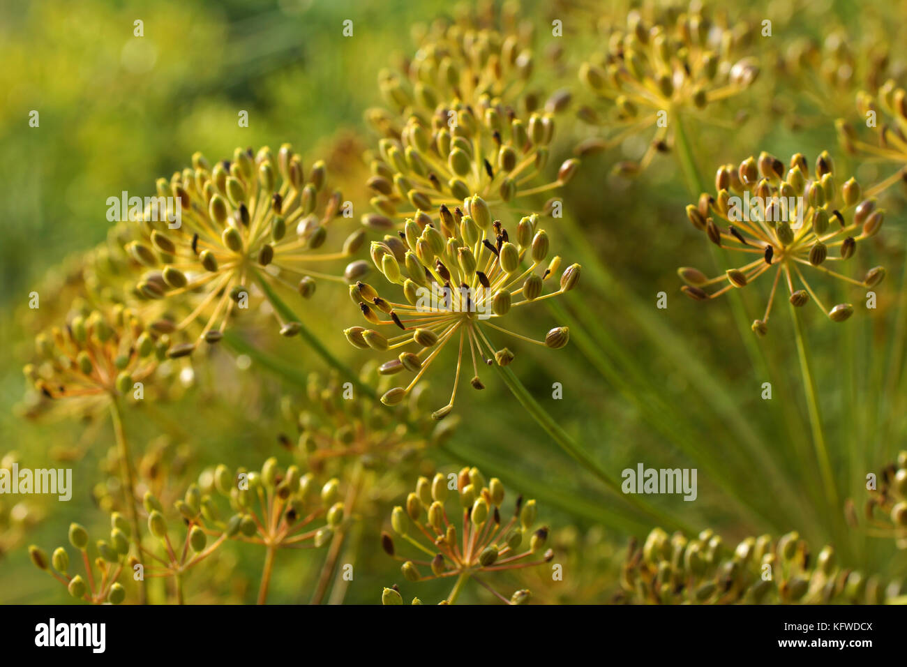 Dill seeds hires stock photography and images Alamy