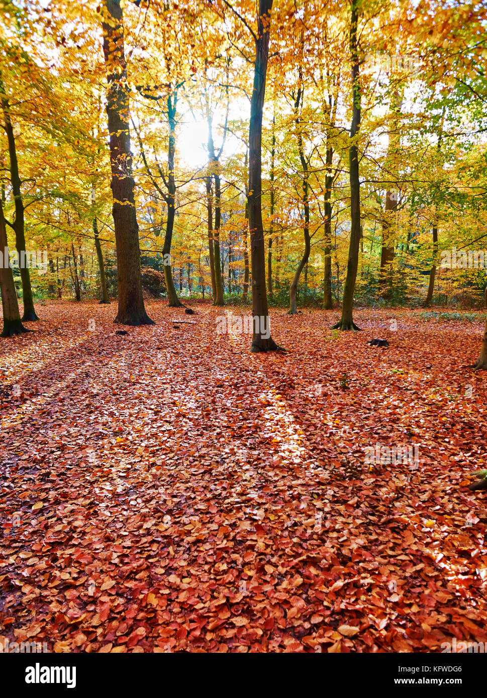 Colorful leafs in the autumn park on sunny day Stock Photo - Alamy