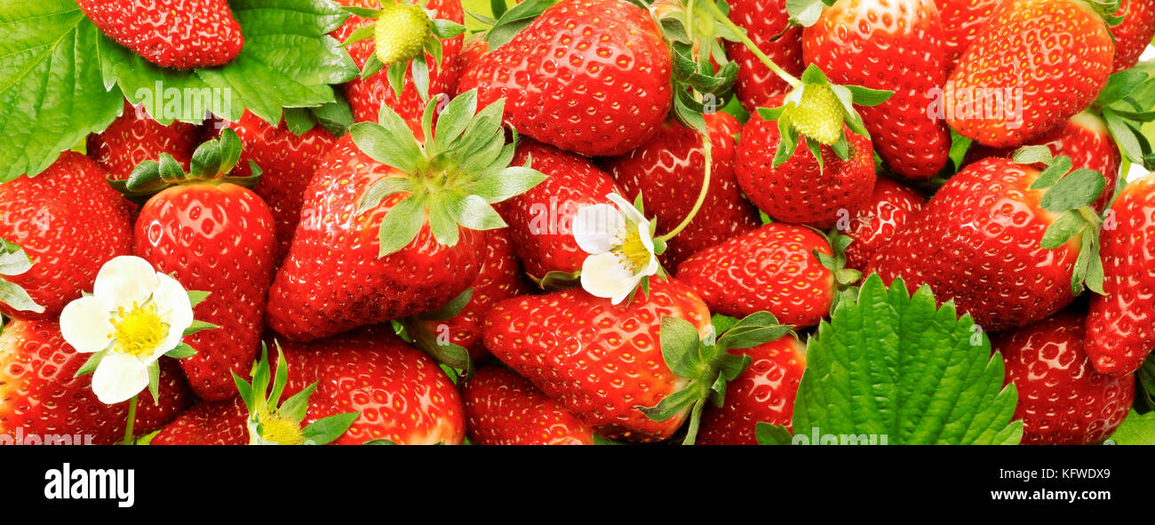 A lot of strawberry in high resolution. Stock Photo