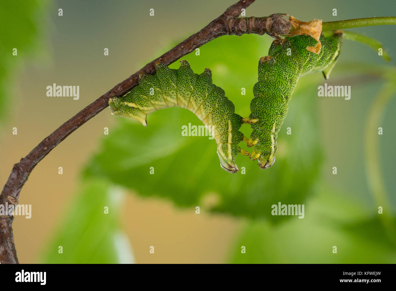 Birkenspinner, Birken-Spinner, Scheckflügel, Raupe frisst an Birke, Endromis versicolora, Kentish Glory, caterpillar, Le Bombyx versicolore Stock Photo