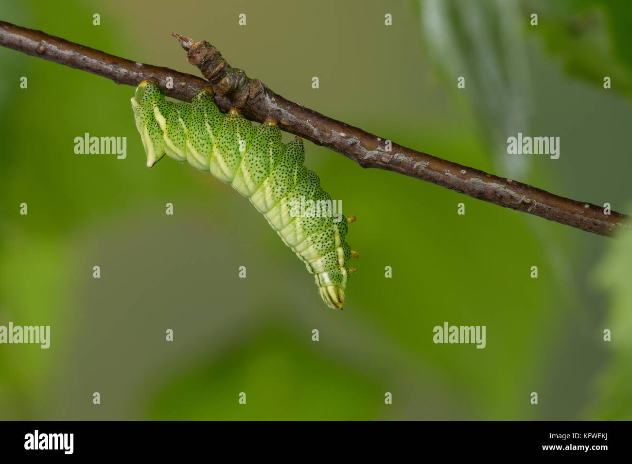 Birkenspinner, Birken-Spinner, Scheckflügel, Raupe frisst an Birke, Endromis versicolora, Kentish Glory, caterpillar, Le Bombyx versicolore Stock Photo