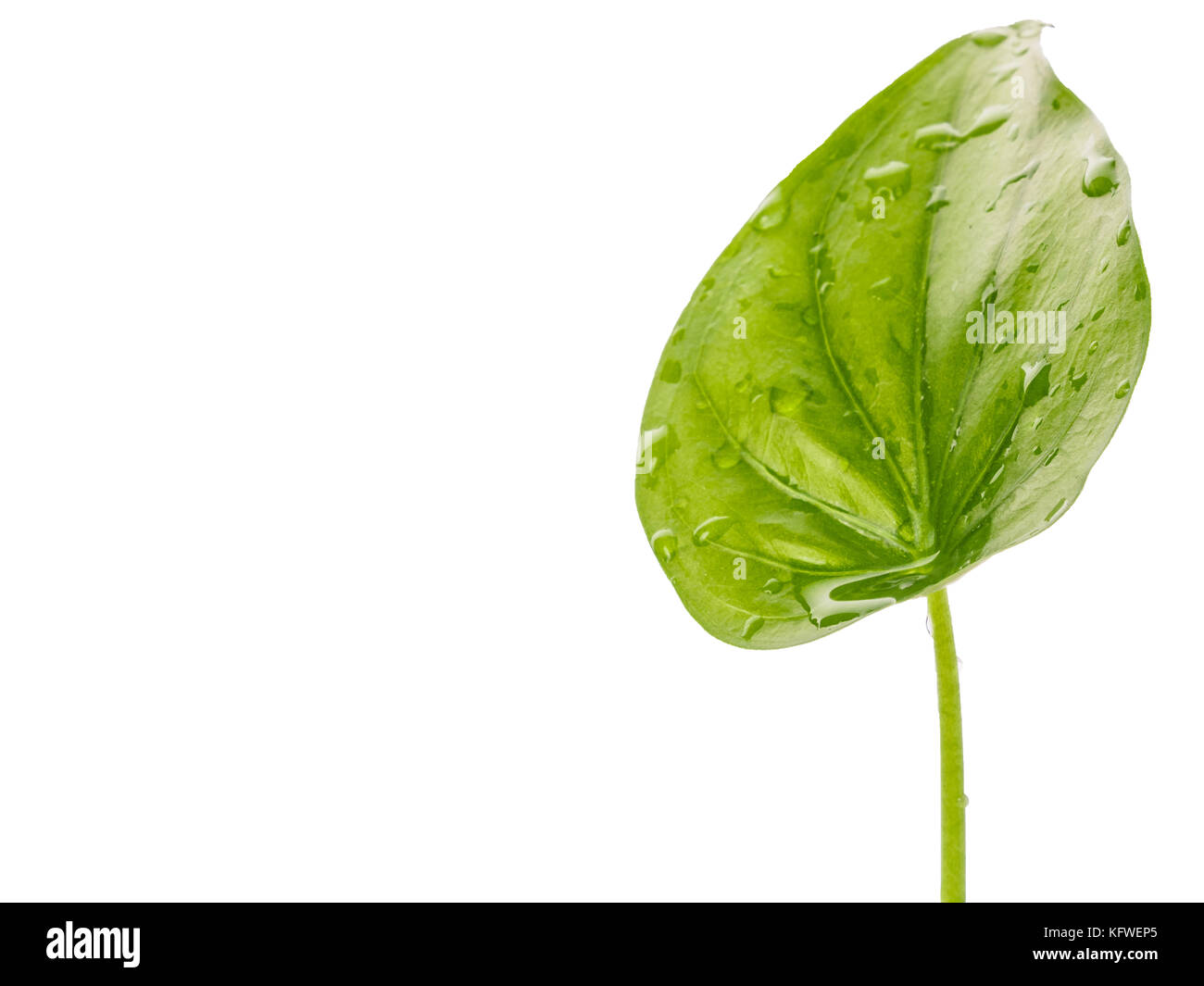 leaves with water drops isolated on a white background Stock Photo - Alamy