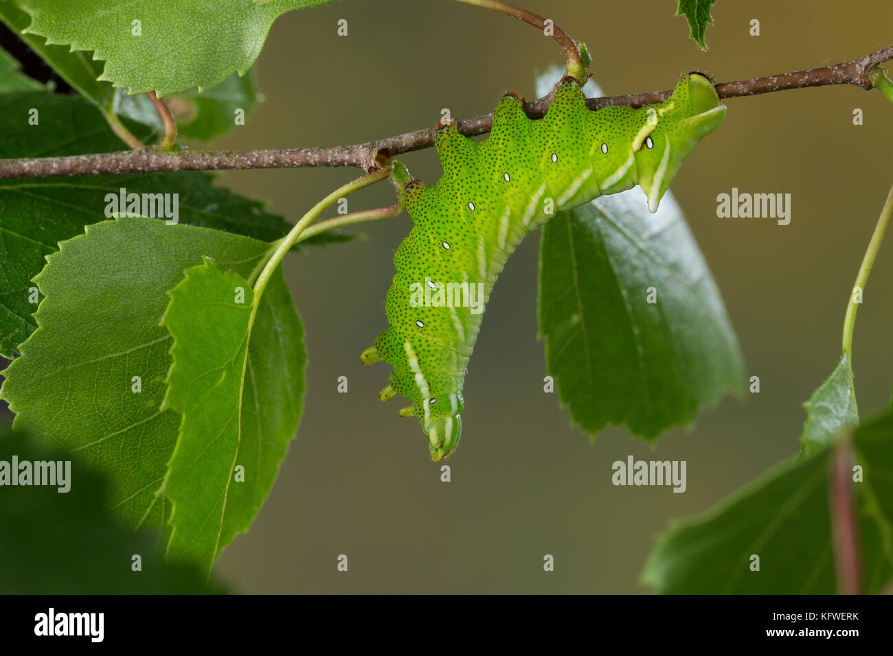 Birkenspinner, Birken-Spinner, Scheckflügel, Raupe frisst an Birke, Endromis versicolora, Kentish Glory, caterpillar, Le Bombyx versicolore Stock Photo