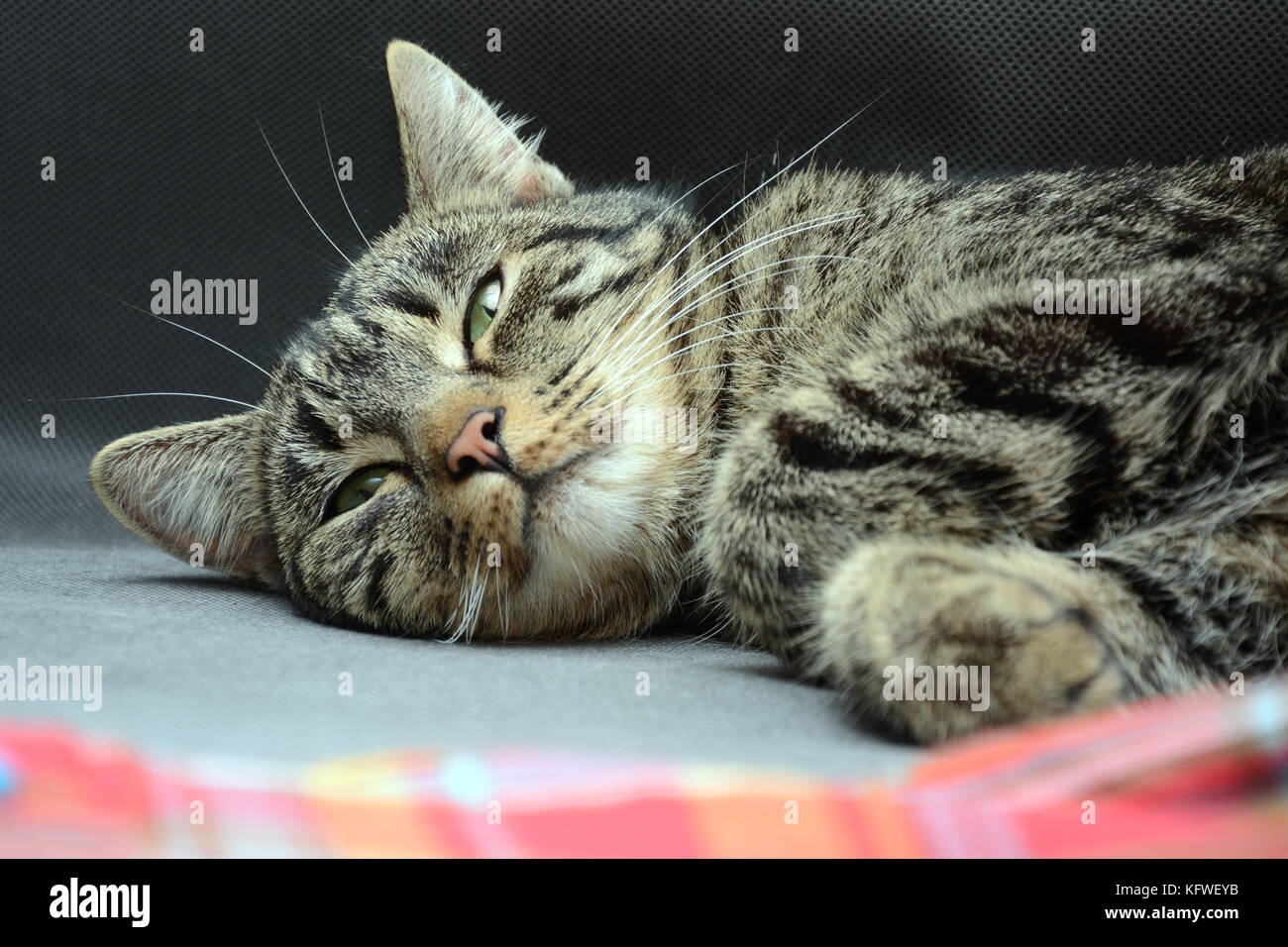 Falling asleep tabby cat covered with a colorful scarf Stock Photo Alamy