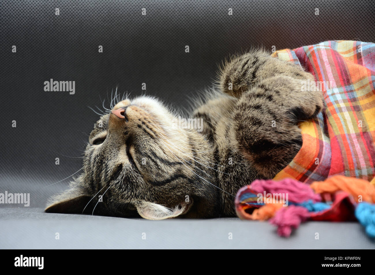 Fast asleep tabby cat covered with a colorful scarf Stock Photo