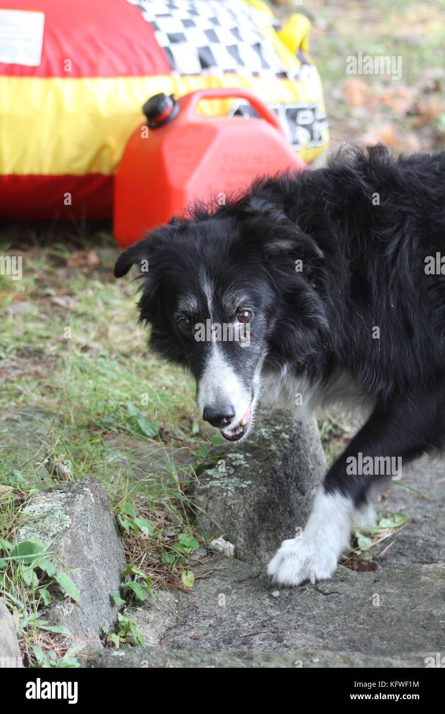 Black Dog White Chest High Resolution Stock Photography and Images Alamy