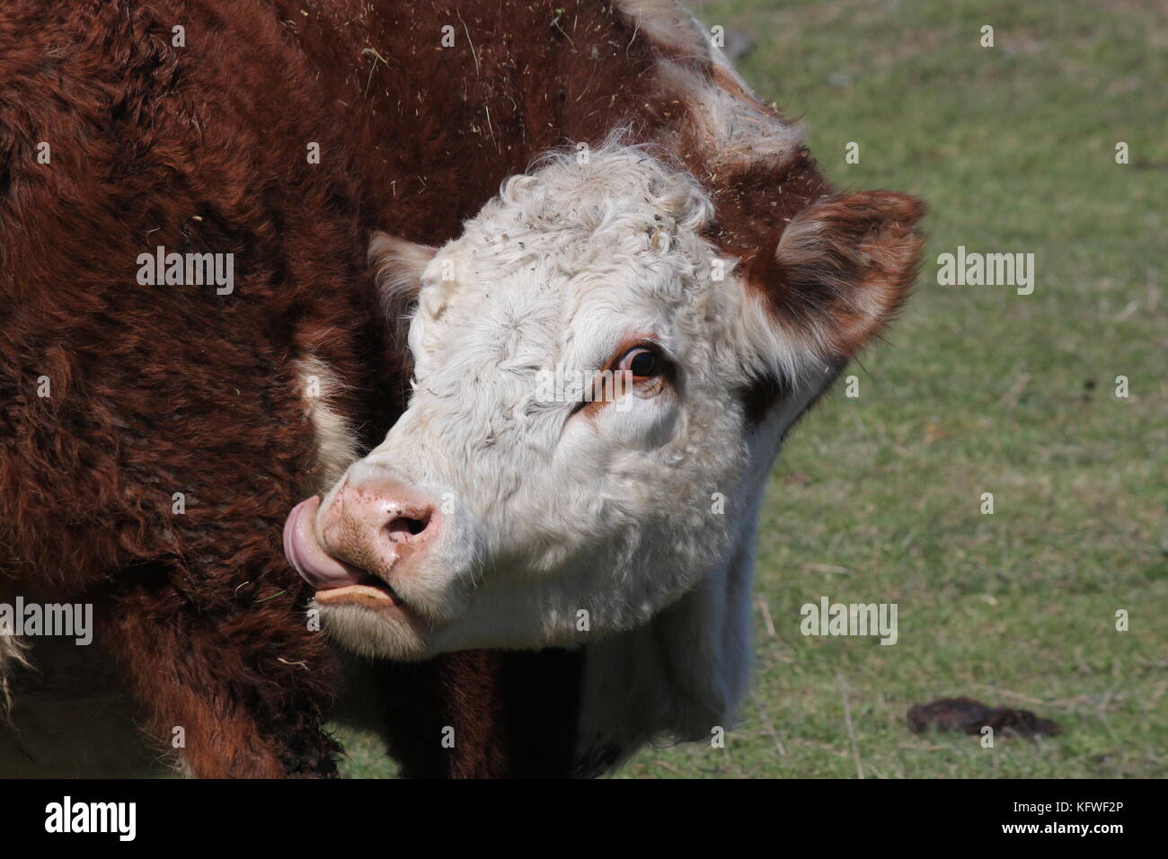 Hereford cow, face area, tongue out, licking itself. Stock Photo