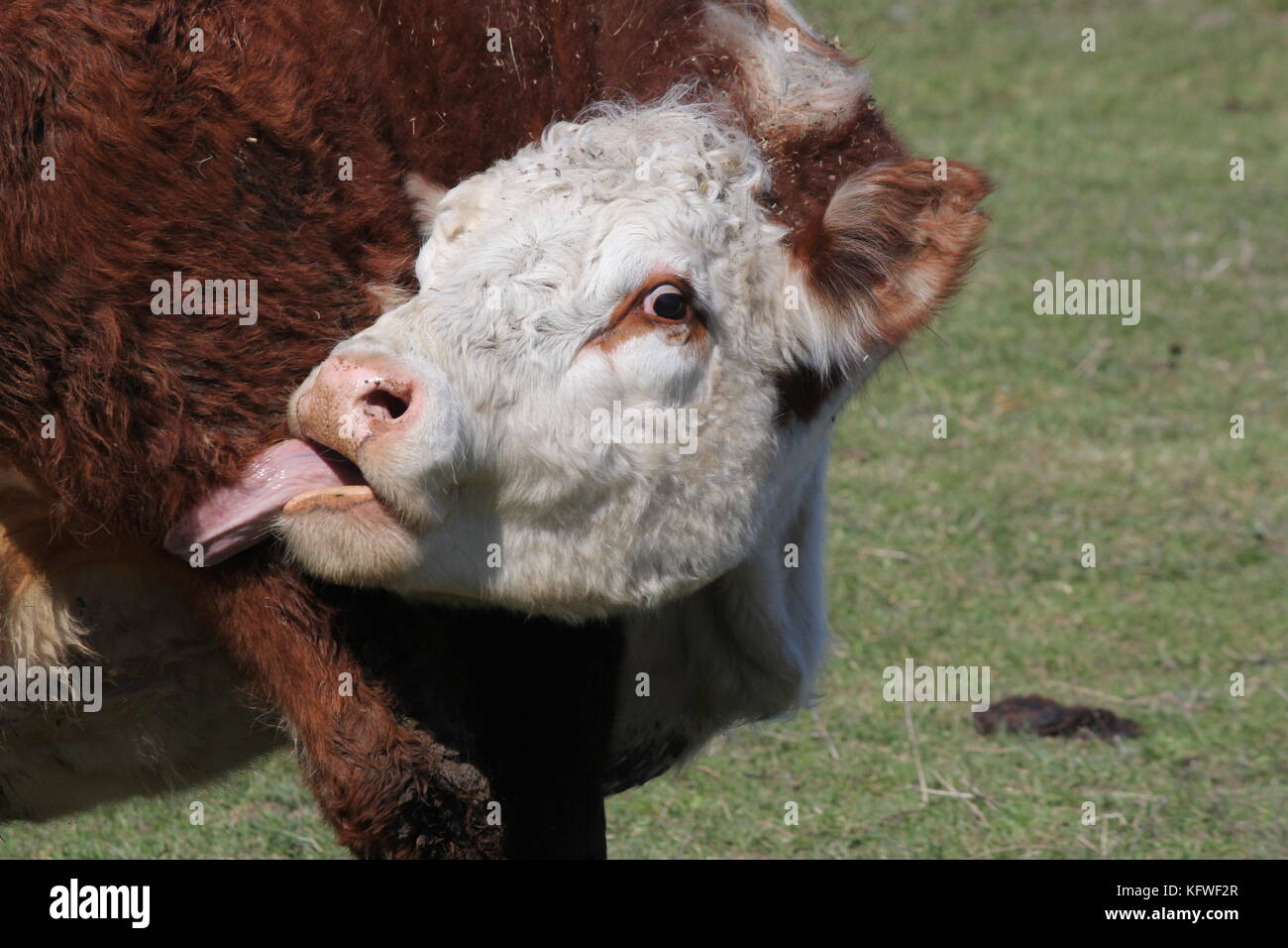 Hereford cow, face area, tongue out, licking itself. Stock Photo