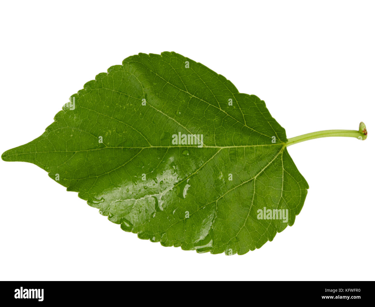 leaves with water drops isolated on a white background Stock Photo - Alamy