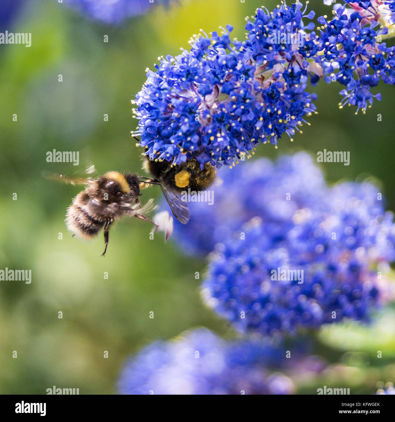 Two bees meet whilst collecting pollen from a california lilac bush ...