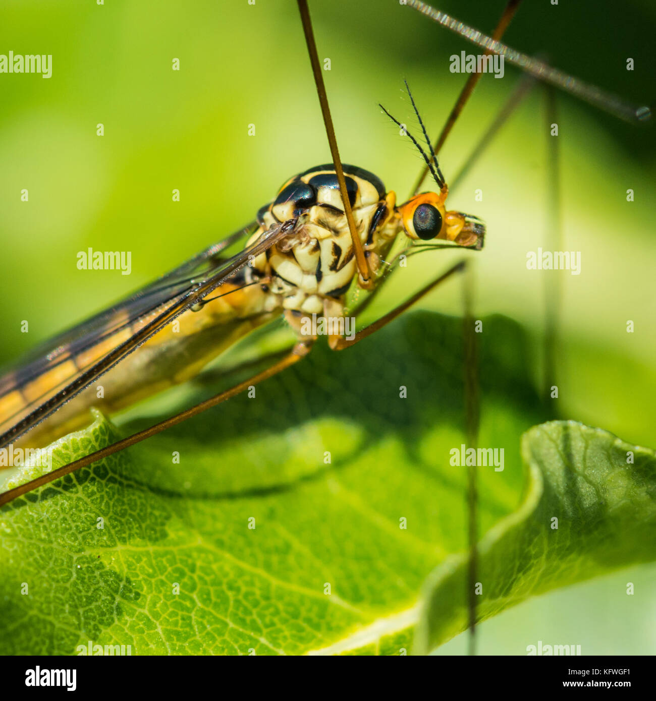A macro shot of a spotted crane fly. Stock Photo