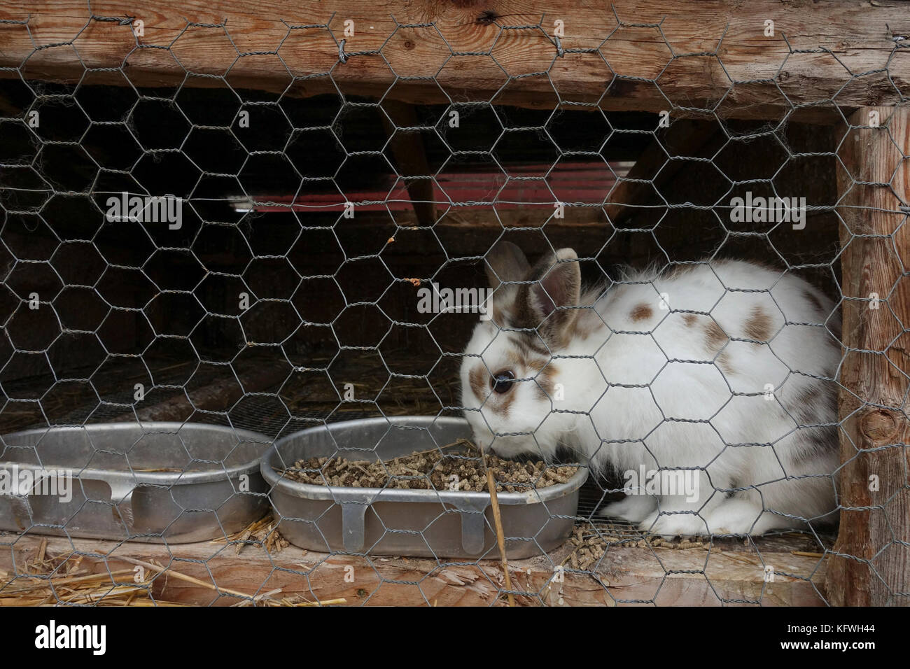 Farm rabbit in hutch, cage eating. Stock Photo