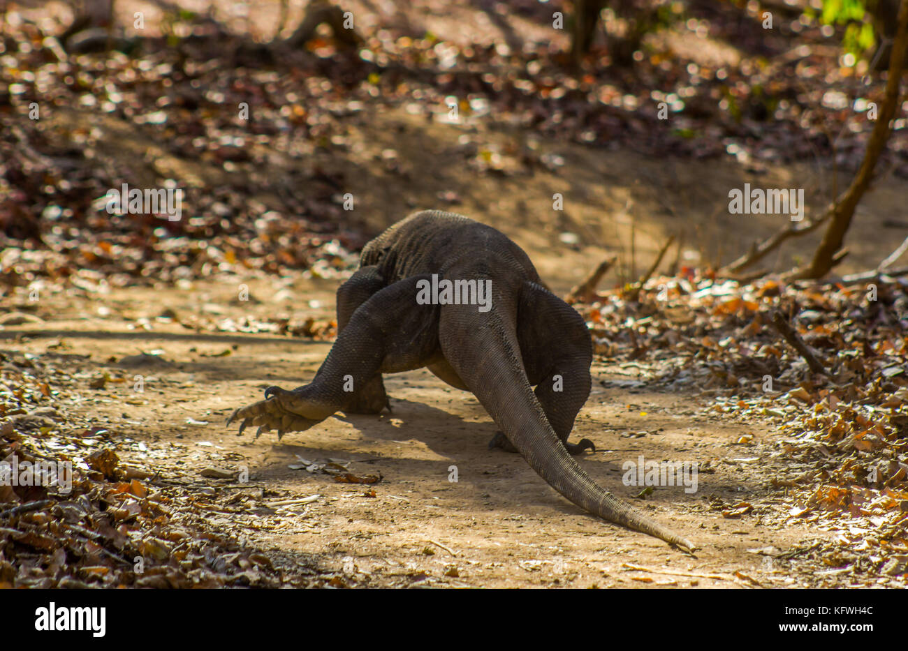 Komodo Dragon on Comodo Island, Indonesia, UNESCO World Heritage Centre Stock Photo
