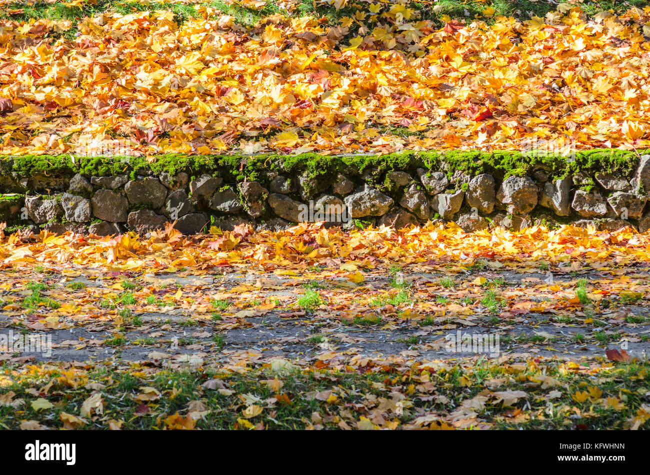 Path in the park covered with fallen leaves. Autumn background Stock ...