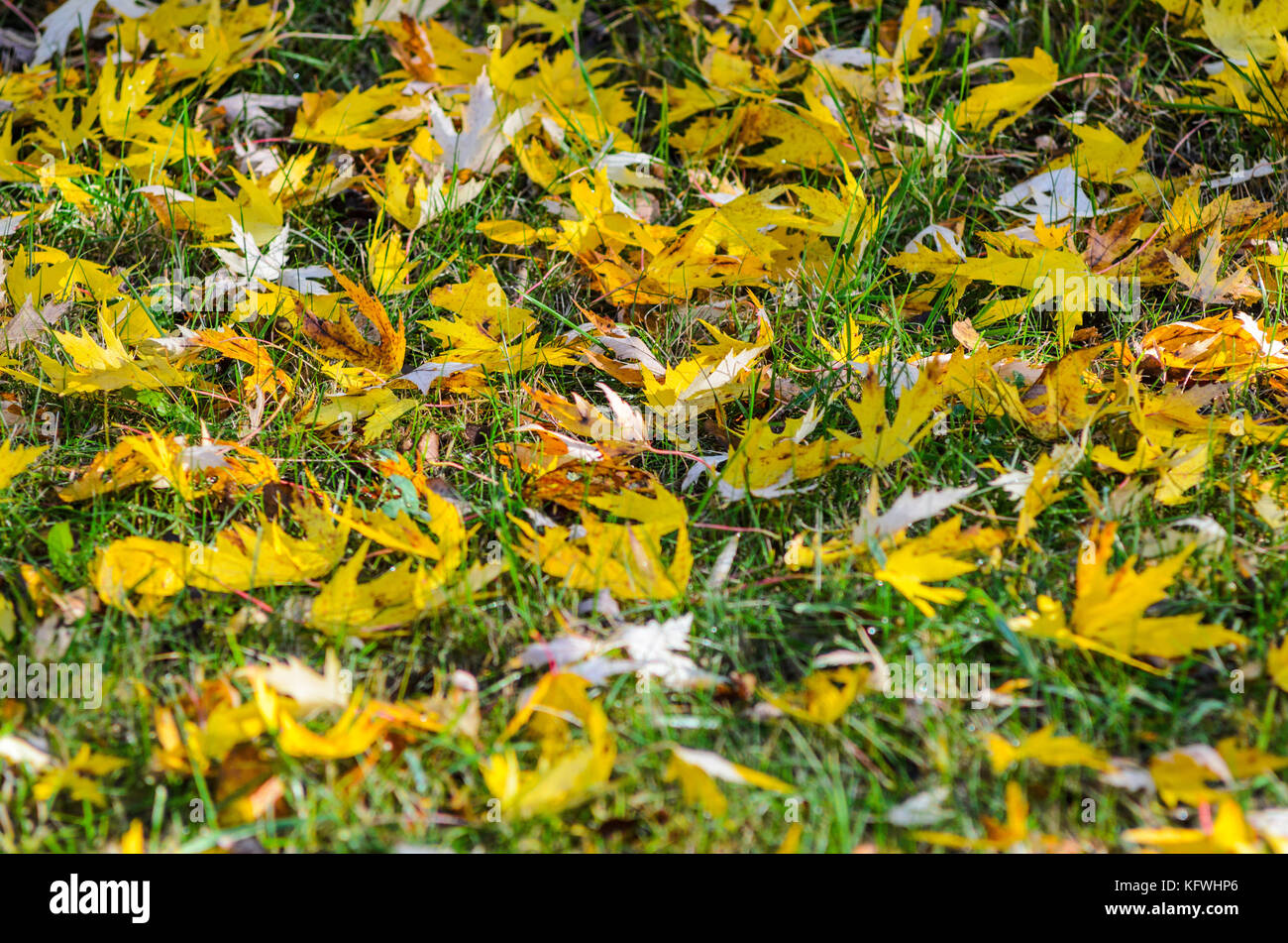 Autumn leaves carpet the ground. Autumn leaves on grass Stock Photo - Alamy