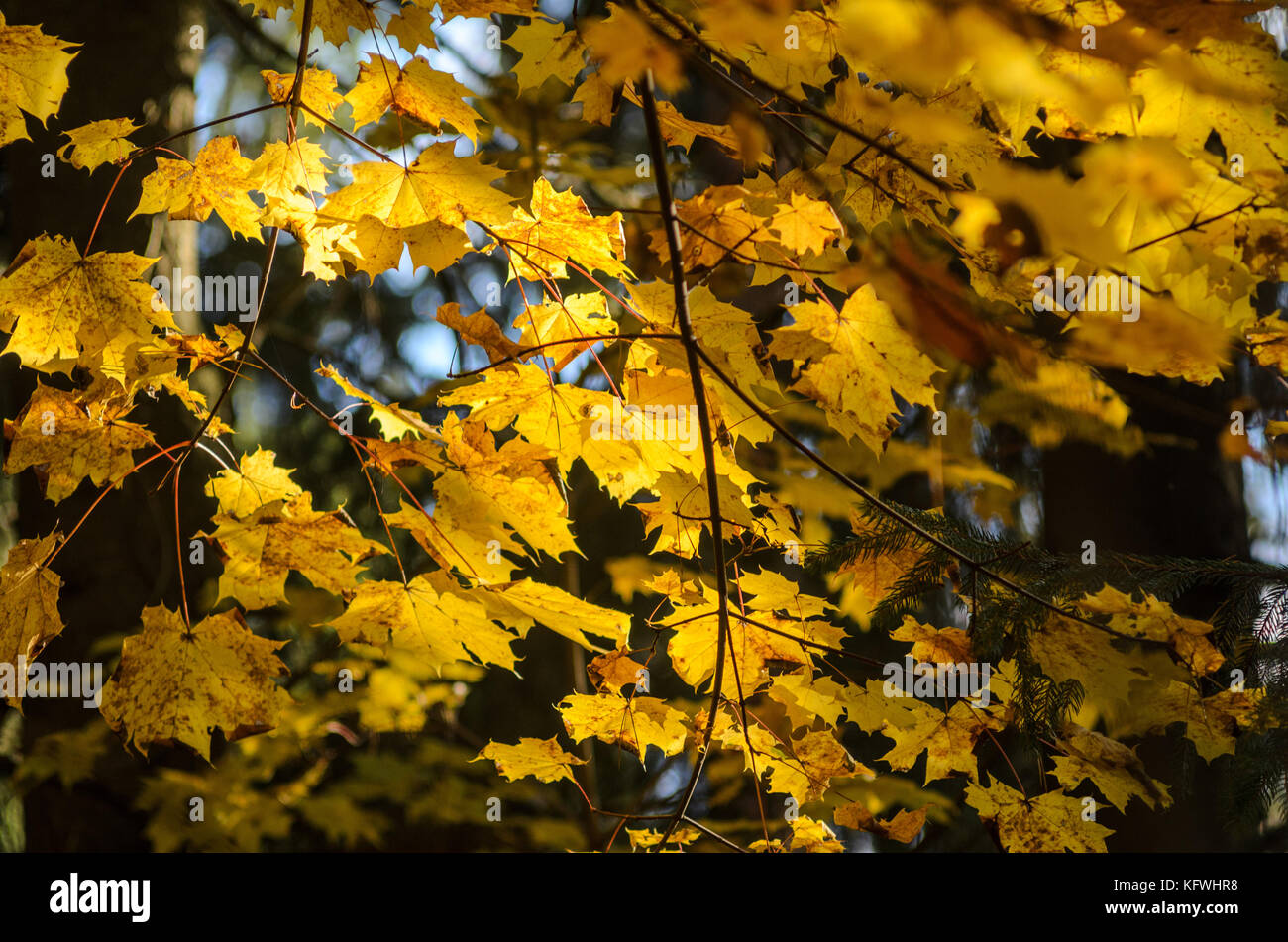 Maple branches with yellow leaves in autumn forest. Seasonal background ...