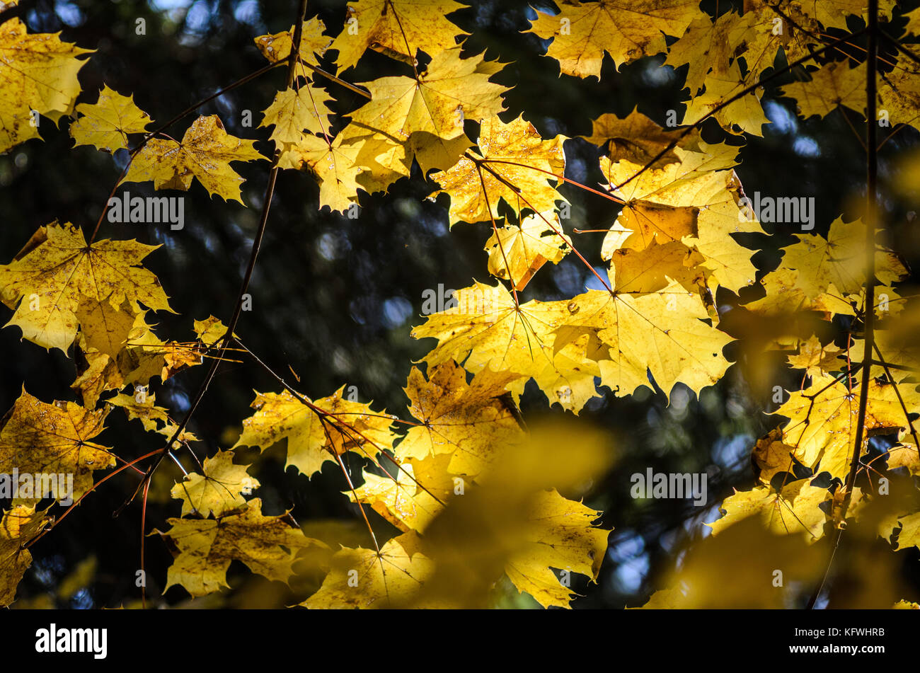 Maple branches with yellow leaves in autumn forest. Seasonal background ...